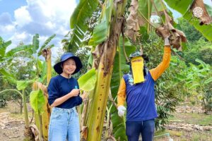 Read more about the article พลิกโฉม “กล้วยน้ำว้า” สู่ขุมทรัพย์! ฮิลล์คอฟฟ์พาเกษตรกรสร้างรายได้อย่างยั่งยืน