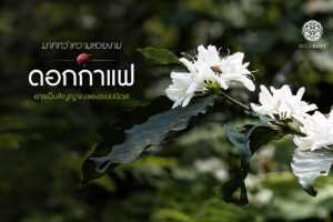 Read more about the article “ดอกกาแฟ” อาจบอกอะไรบางอย่าง เกี่ยวกับป่าและโลก ที่กำลังเปลี่ยนไป