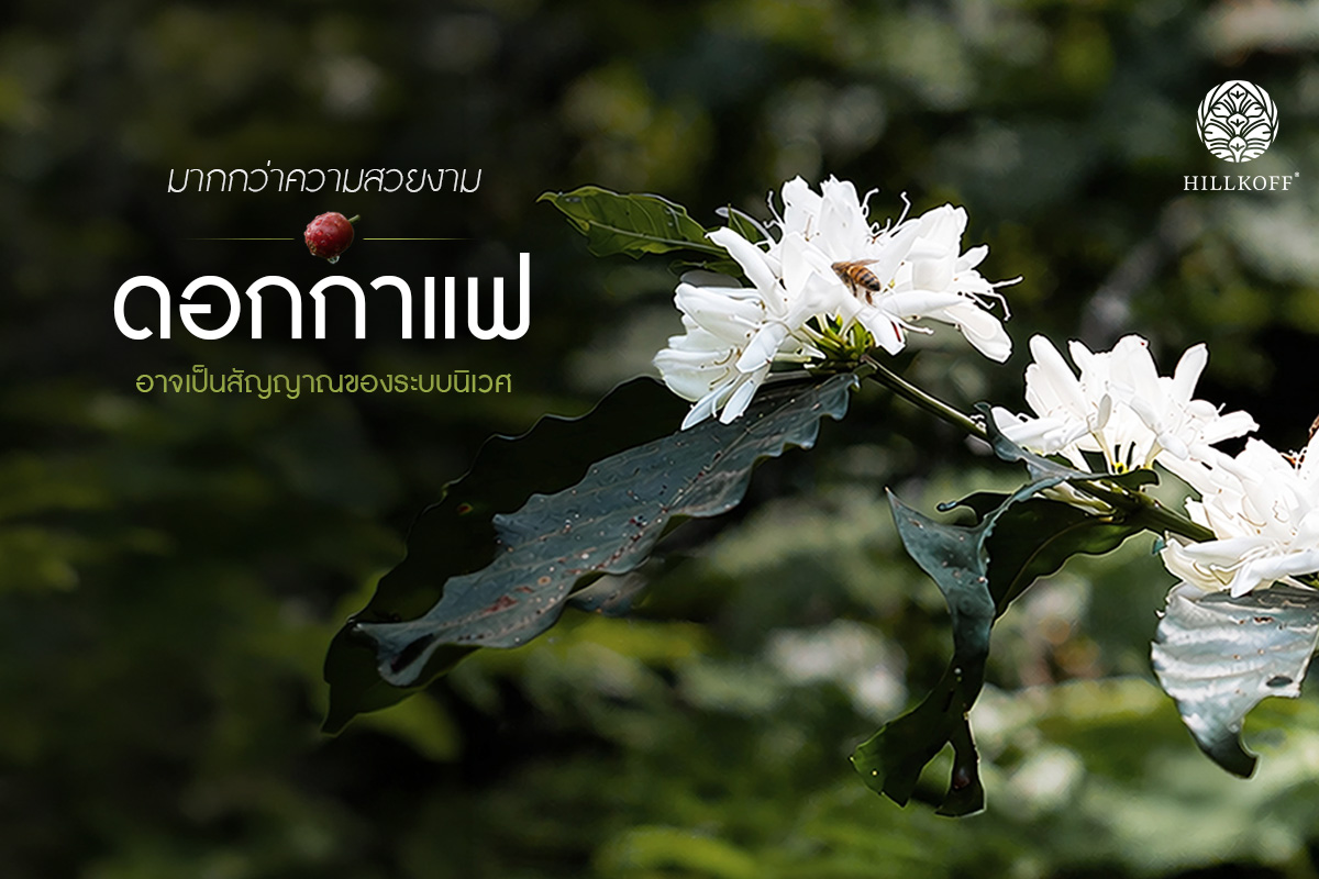 You are currently viewing “ดอกกาแฟ” อาจบอกอะไรบางอย่าง เกี่ยวกับป่าและโลก ที่กำลังเปลี่ยนไป